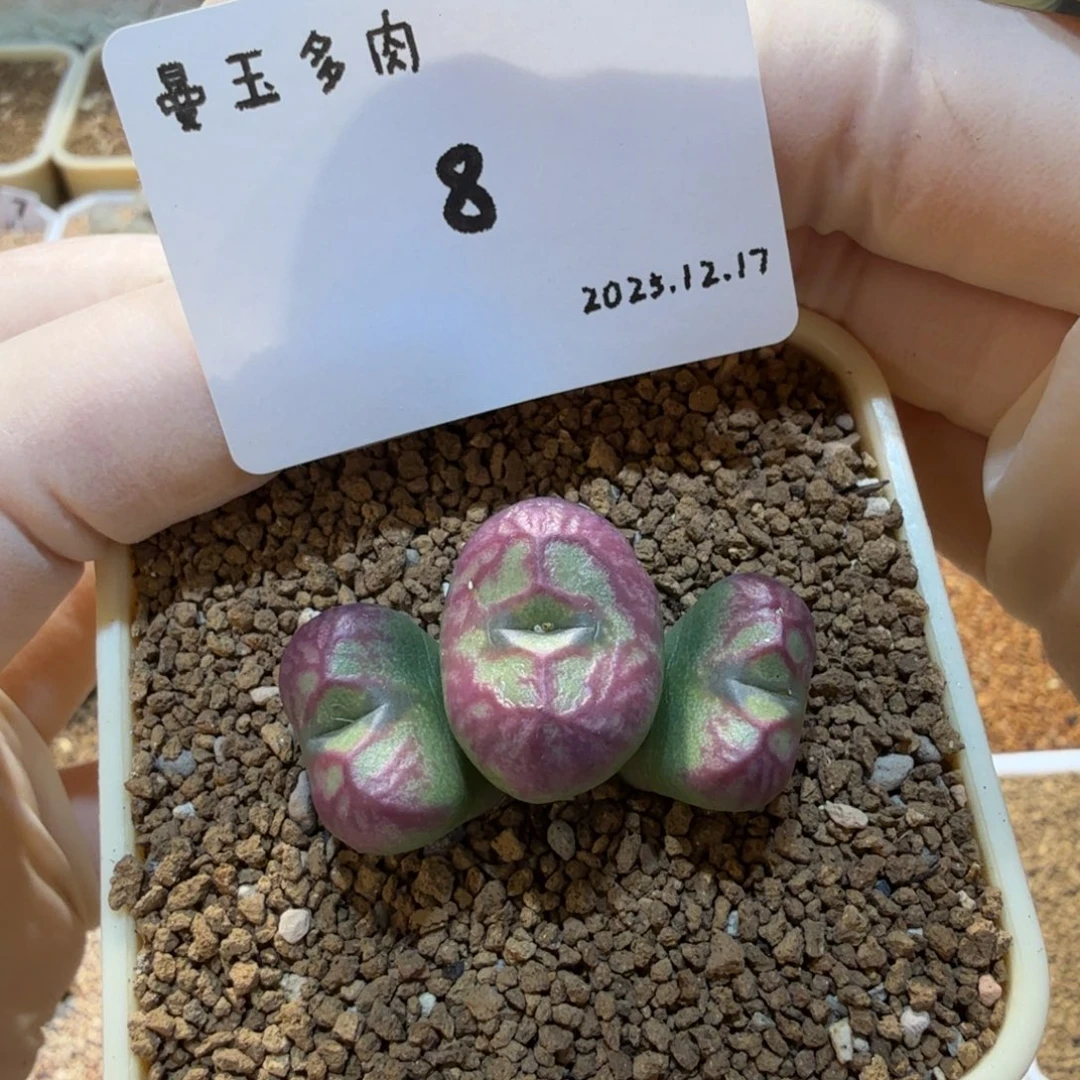 多肉多肉多肉12.17-008 铅笔画杂交