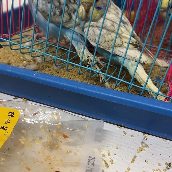 虎皮鹦鹉大头 大头