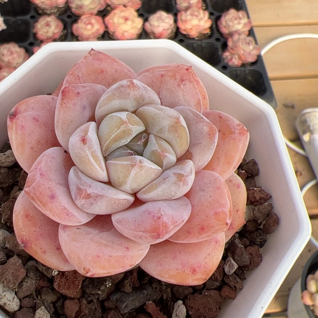 元***饱519 多肉植物组合