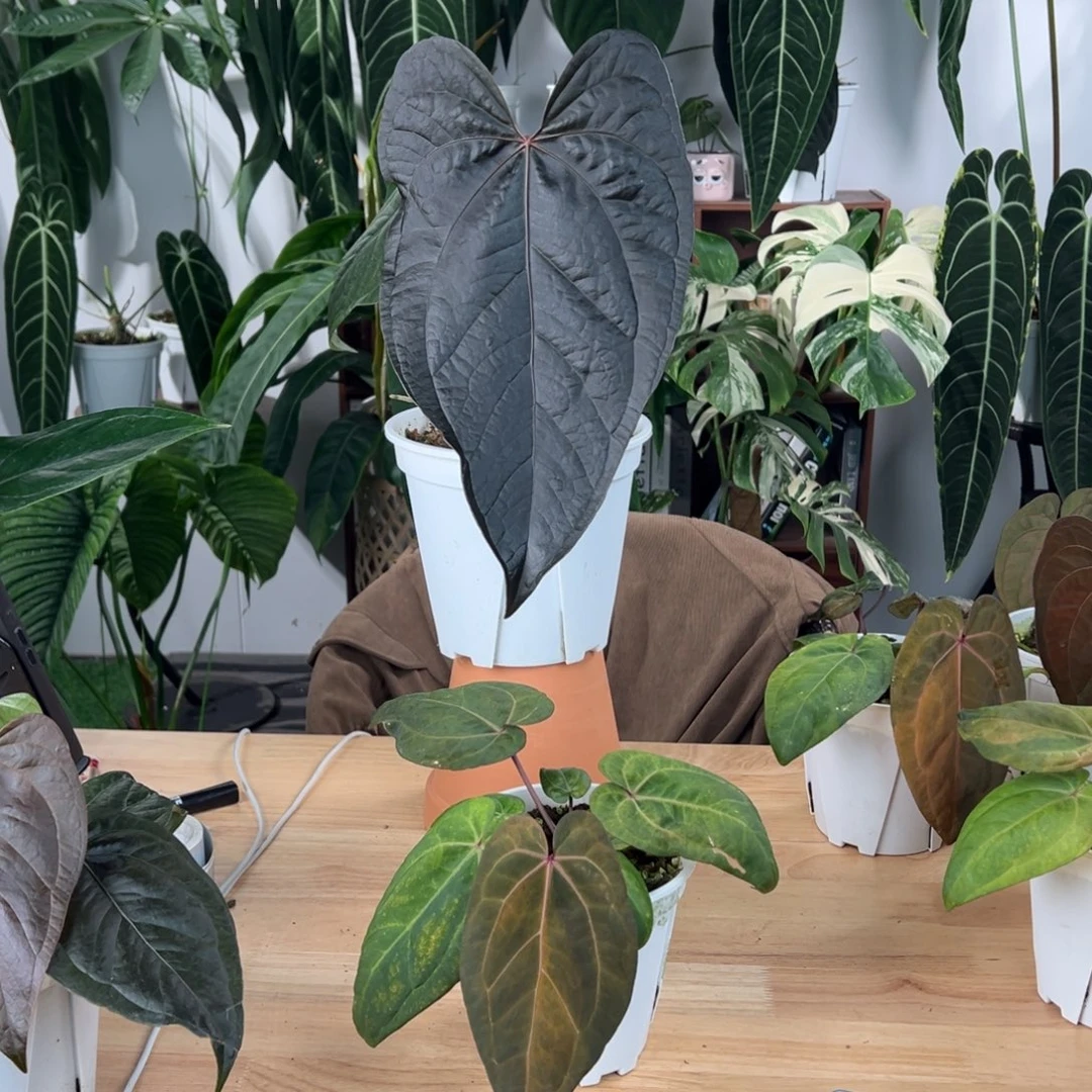 完全开放黑凤凰锦➕女王