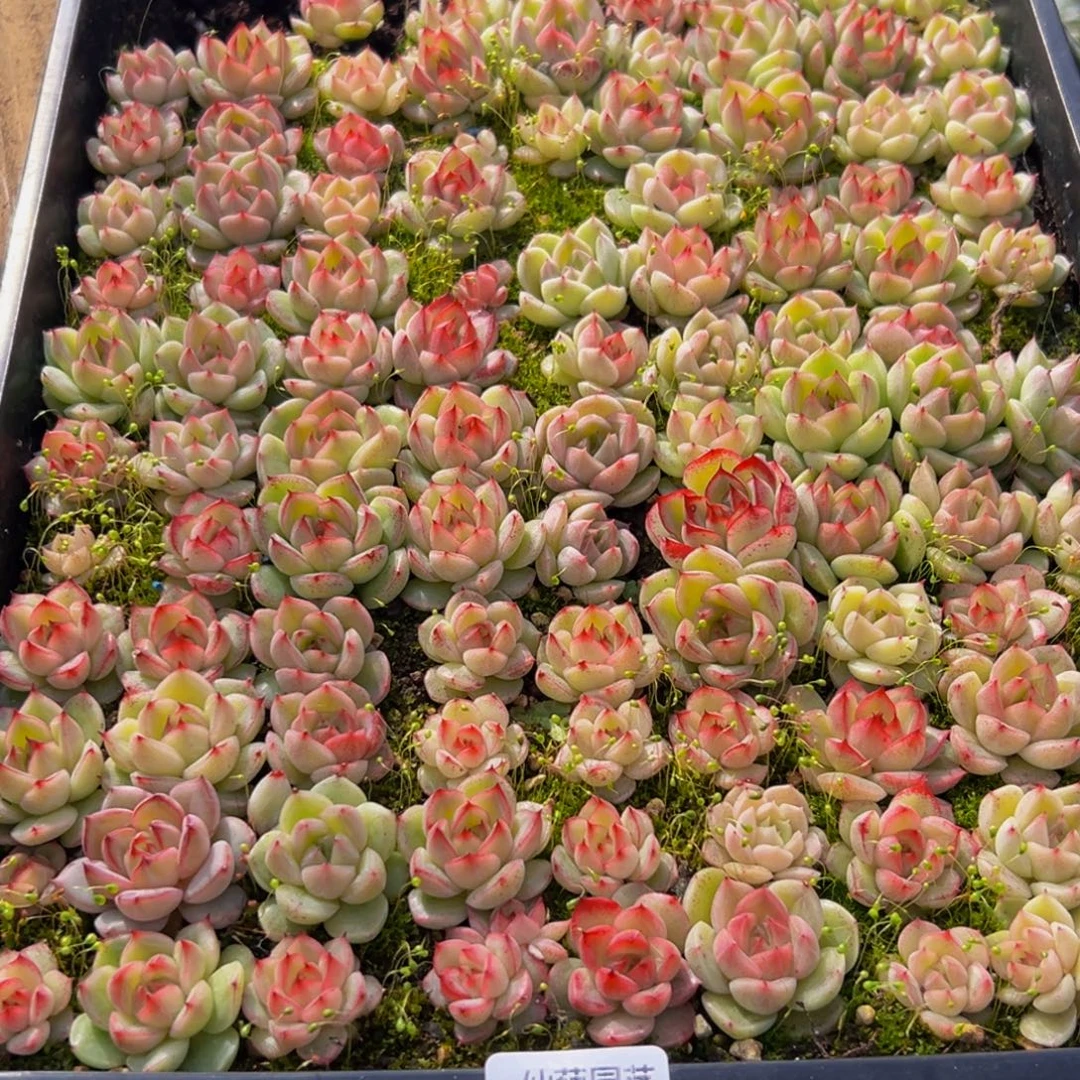 小****740点的点点滴滴点点滴滴