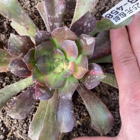 458绍羞拉丝七彩满25包邮多肉