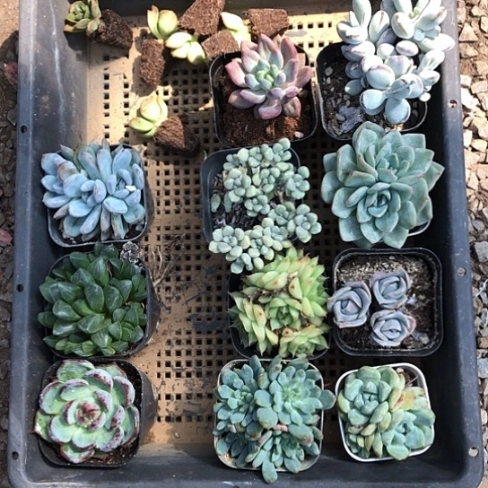 伯***优随机的小伙伴一起玩耍快