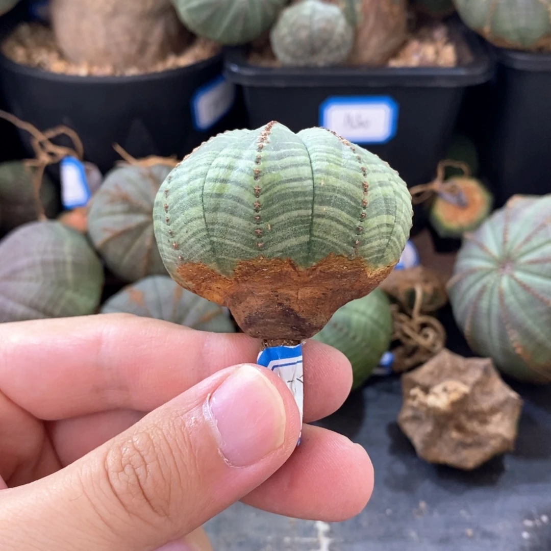 32 欧系实生布纹球多肉植物