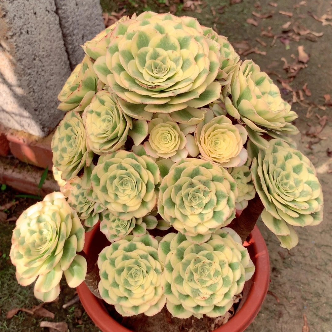 厚圆叶迈巴赫，多肉植物