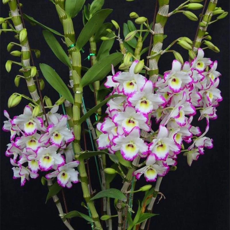 红磨坊30天售后澳洲七彩香水石斛兰花盆栽水培正确养殖养法简单
