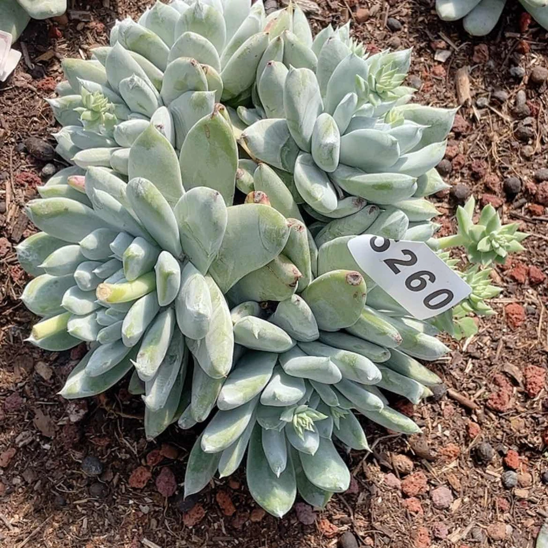 【闪购商品】X*拇指法瑞