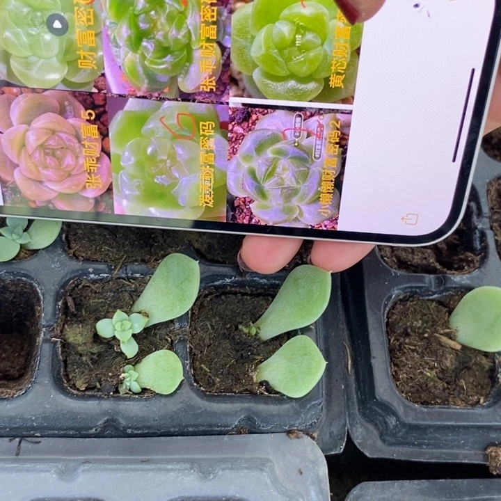 花开财富c7芽苗一个多肉