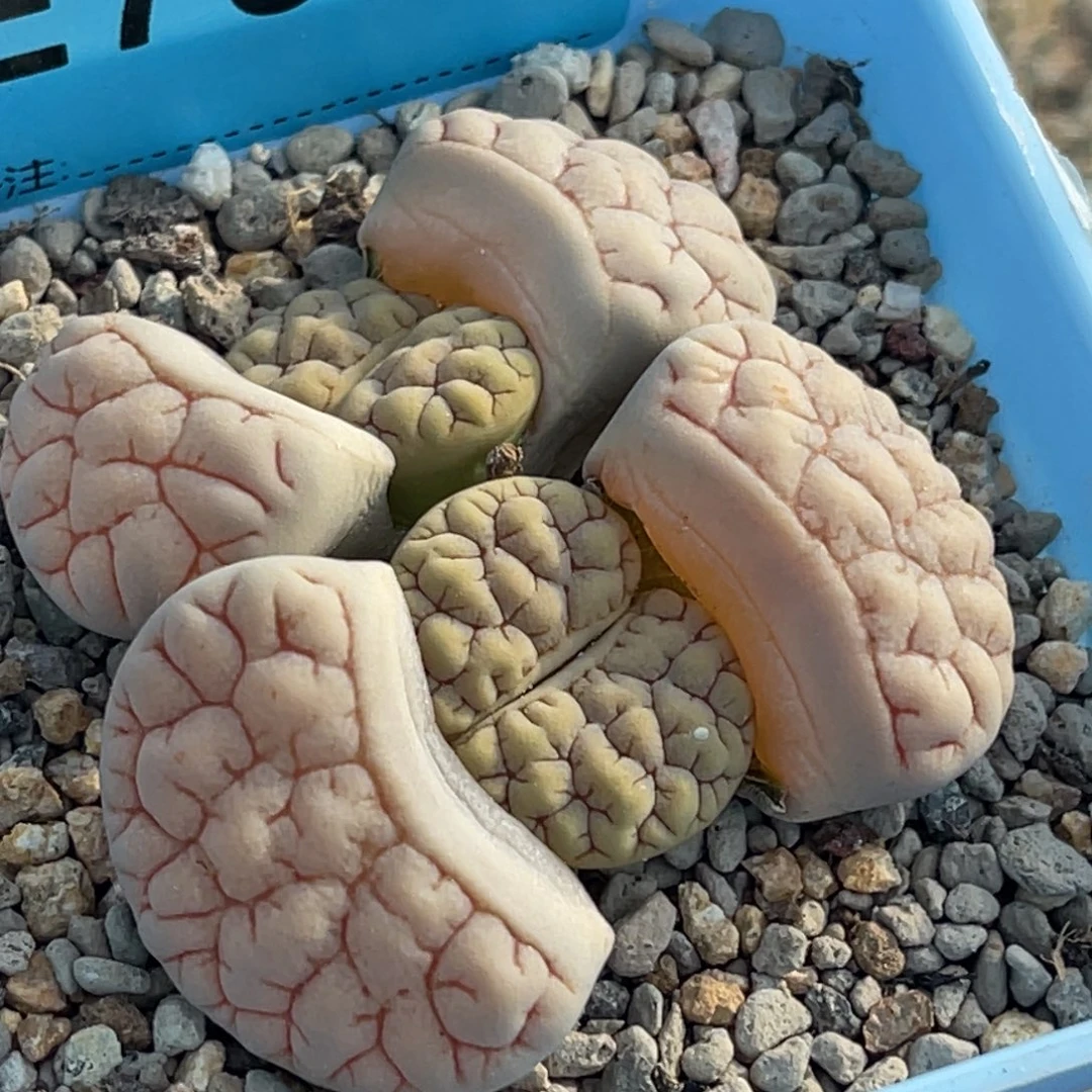 7893双头脑纹189一颗