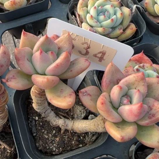 534鳄梨一物一拍多肉