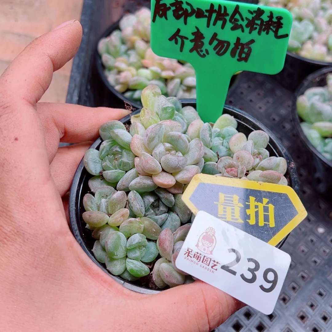 多肉植物多肉植物