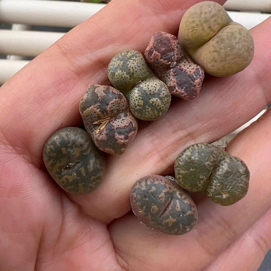 12.28好看的多肉脱土发货904