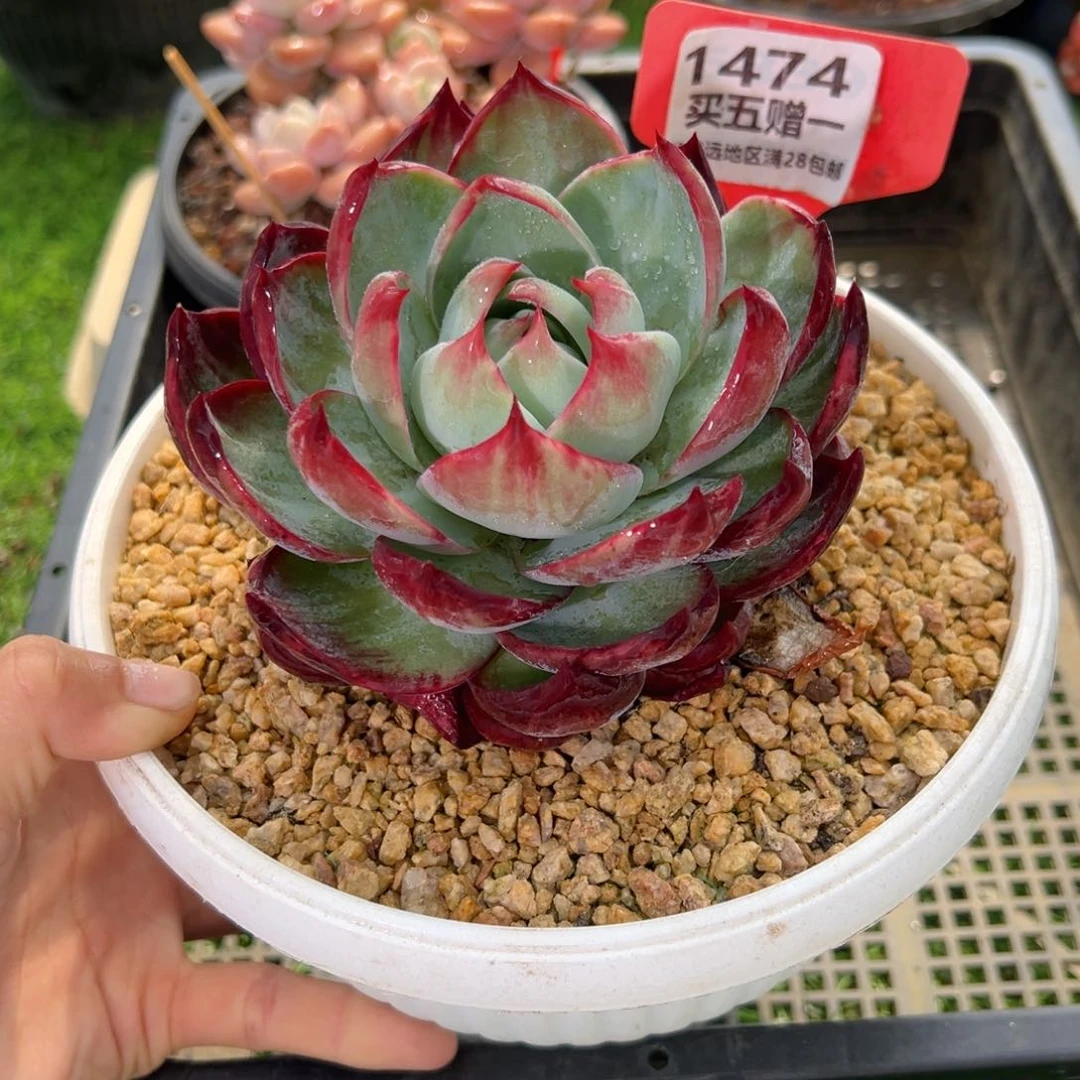 表妹精品多肉1474.