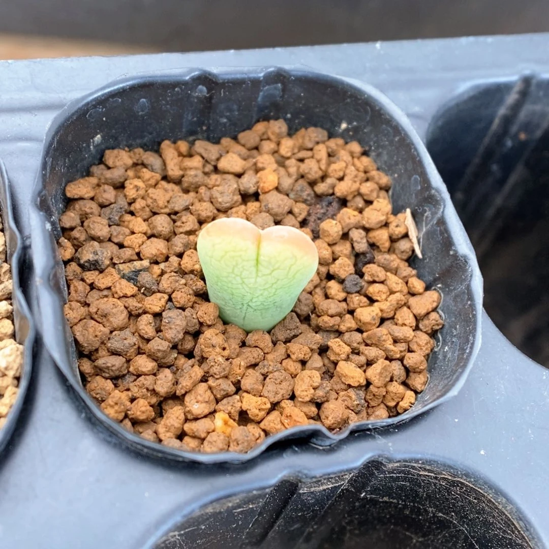 多肉植物肉锥杂交K-065 将杂 一字连纹