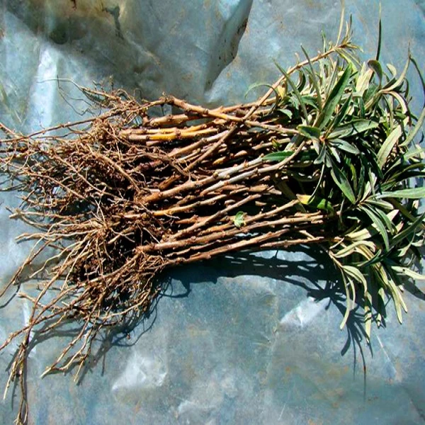 【邮政空运】沙棘树苗X2棵(2年苗)根部蘸好泥巴保湿耐贫瘠