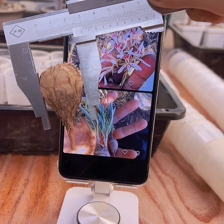 洋葵还不知道是啥品种3.4，三头群