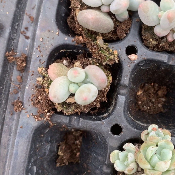 米可单头随机发满18