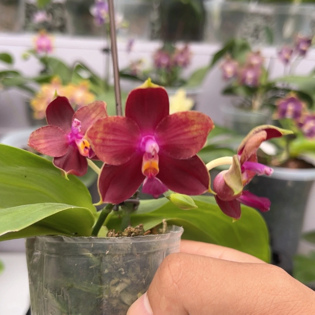 完全开放148 弥陀amm148