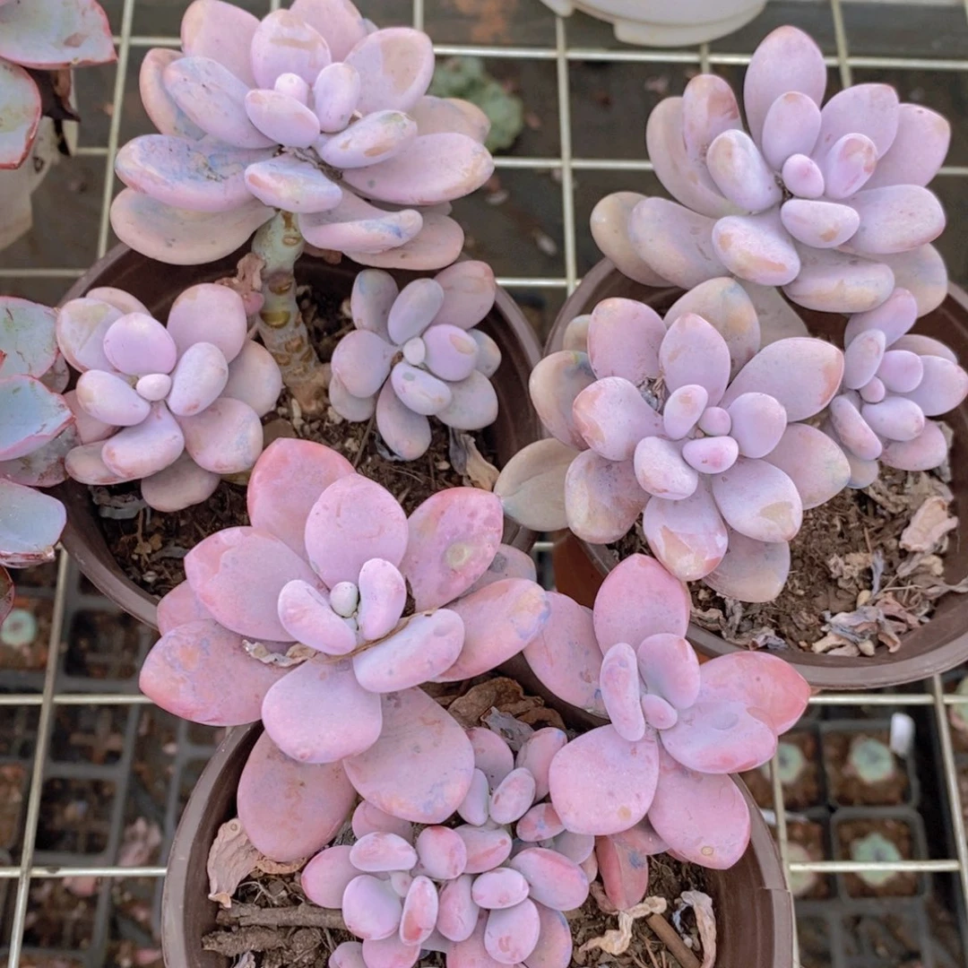 桃蛋三盆多头群生精控精养