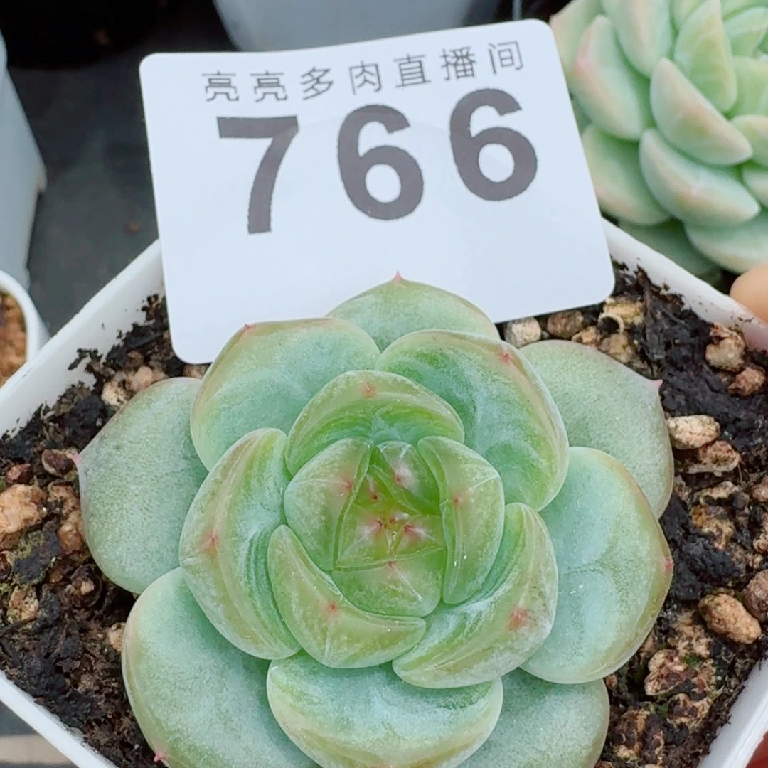 甜心          开播福利