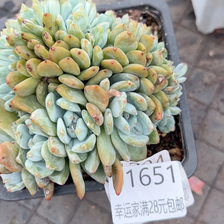 幸运的是我的朋友