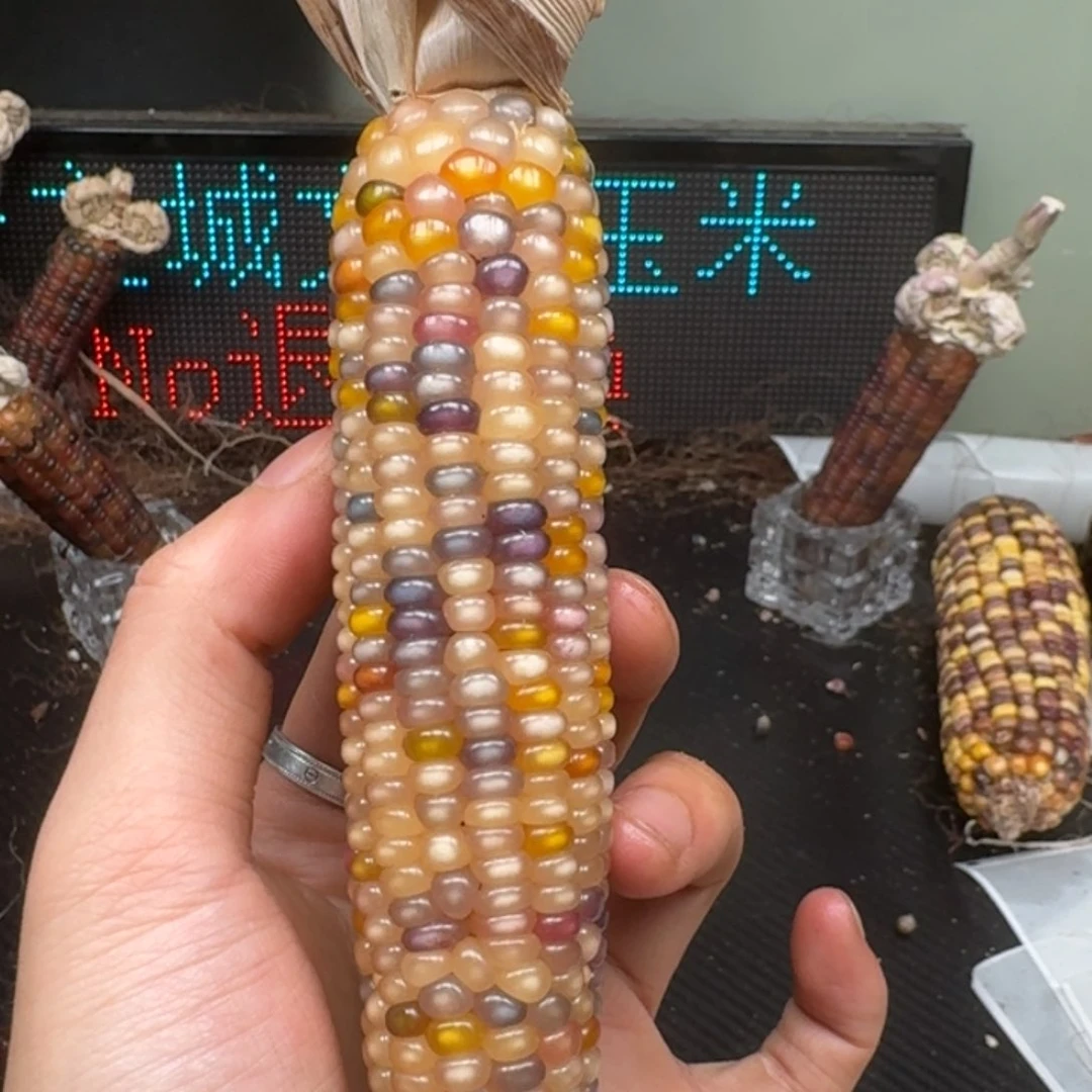 柏香籽/百香籽吊坠米*