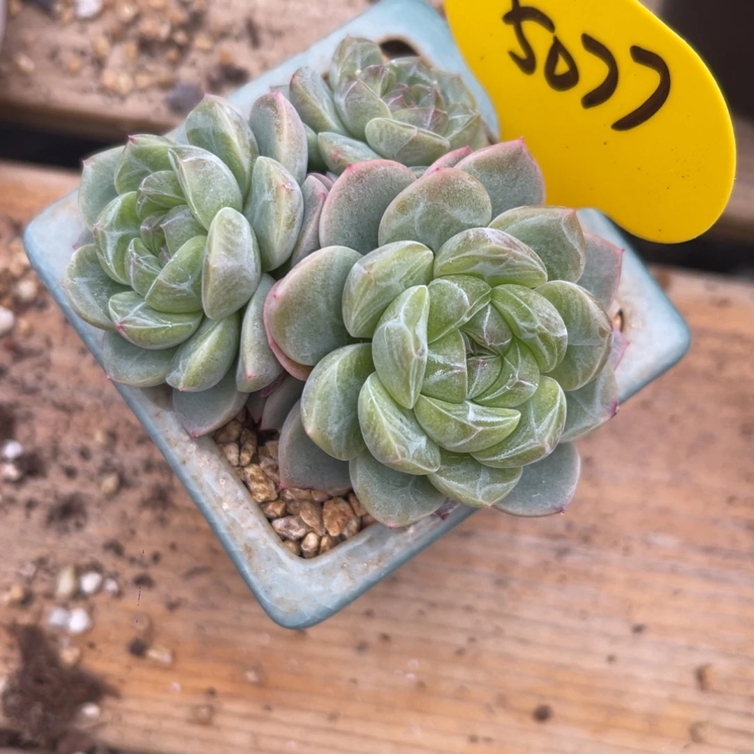 油透暗纹珍妮群5077