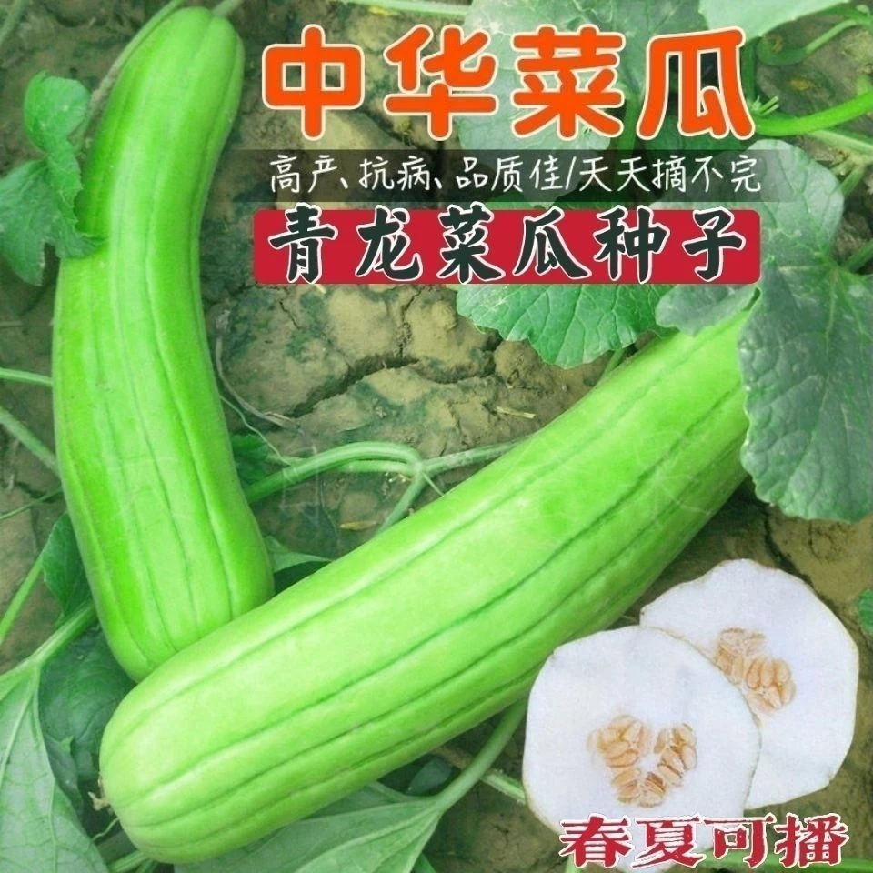 四季蔬菜青龙菜瓜种子中华菜瓜梢瓜种籽清香生食凉拌腌制耐热耐湿