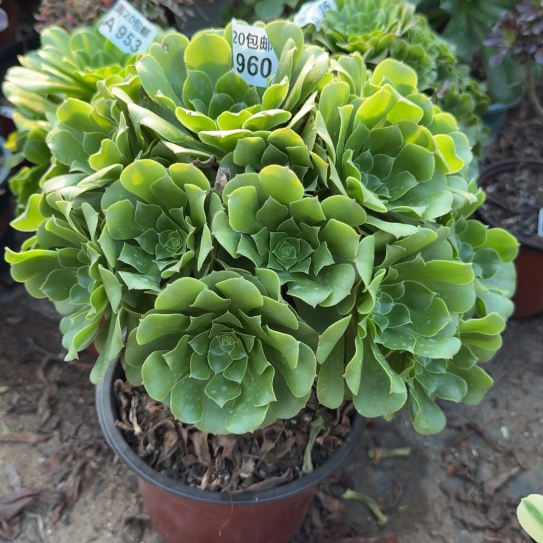 满20包邮，960绿玫瑰