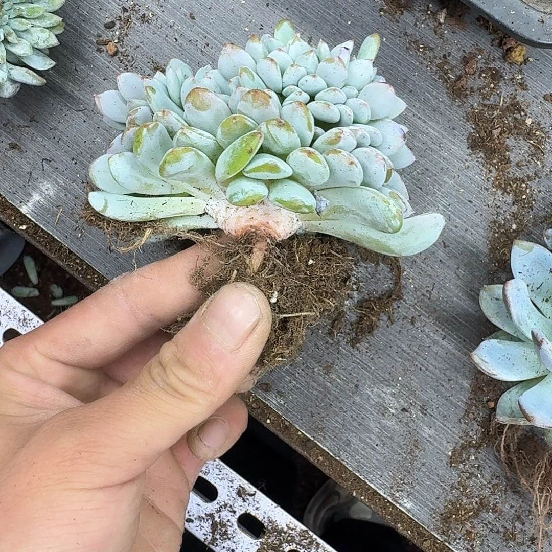 星影树缀无砍多肉