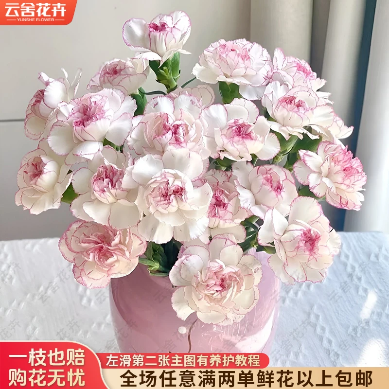 【云舍花卉】【小天使】单头康乃馨15支全场任意满两单及以上鲜花包邮