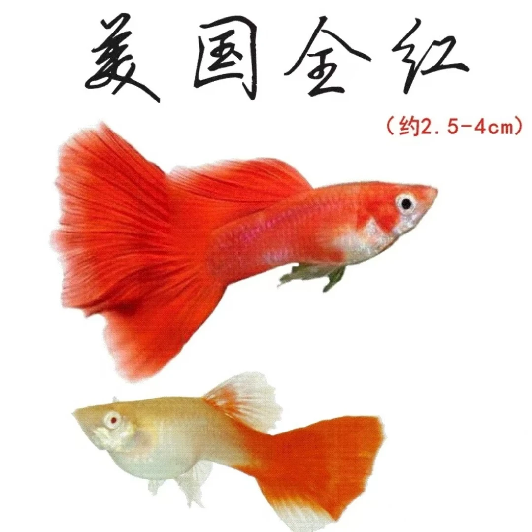 美国全红大号种鱼精品红色套餐（入缸后不包损）