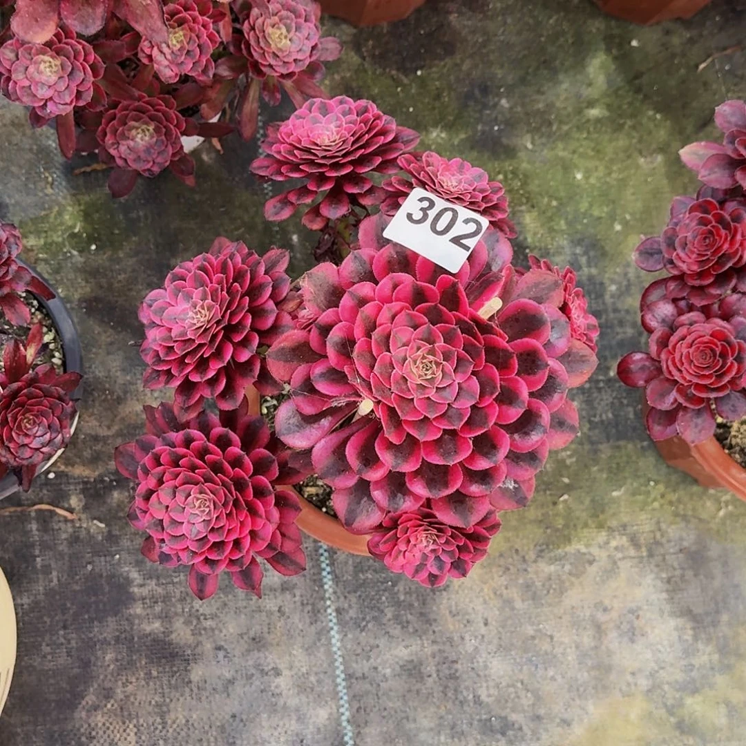 302黑铜超白半木质桩