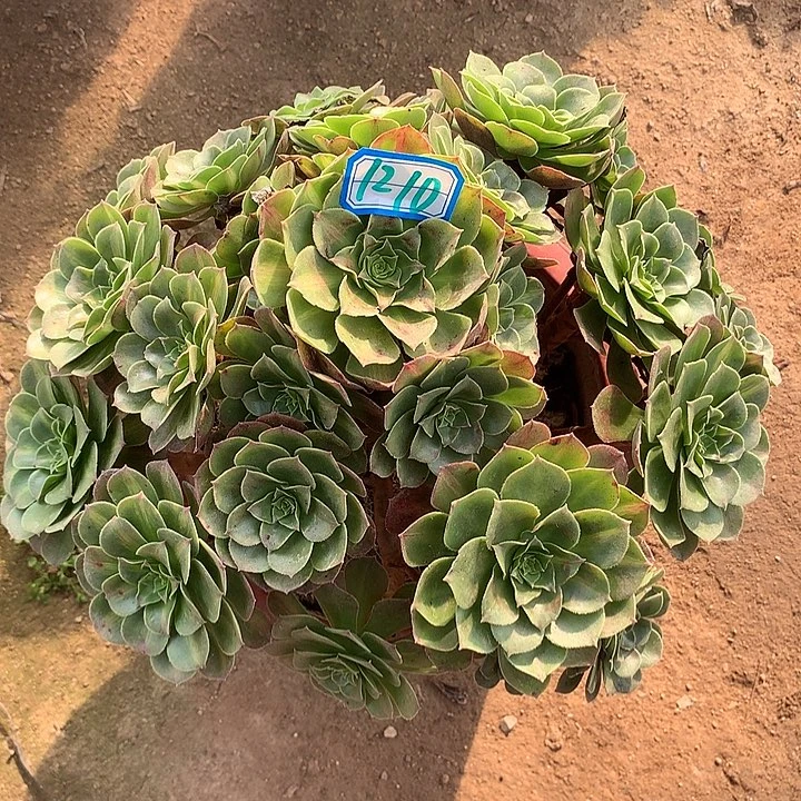 多肉植物倾城中斑1210