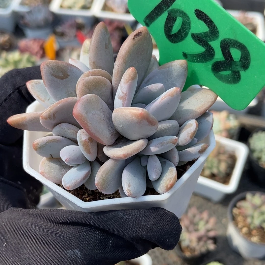 1038粉兔多肉植物保护