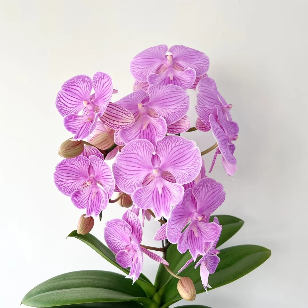 欧品 安祖 朗布隆 苗  椰壳 蝴蝶兰 3.5加高 带花剑