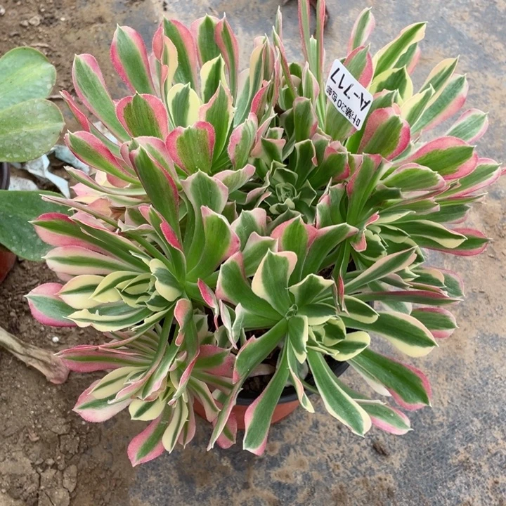 717白凤多肉12344578多肉