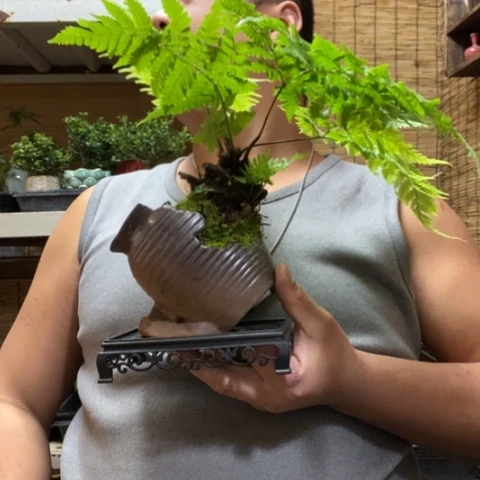 红陶鲤一物一拍所见即所得207