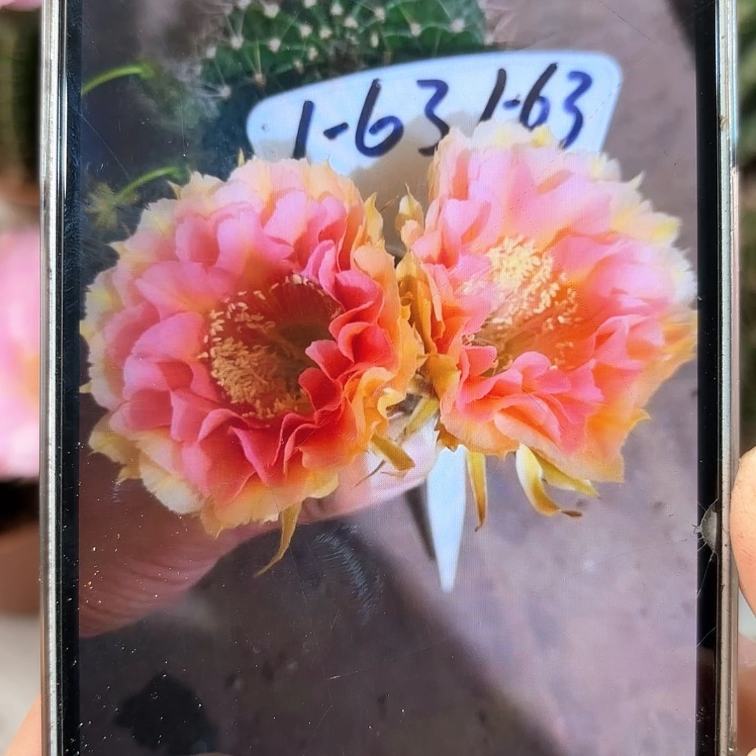 彩草1-63号7公分左右