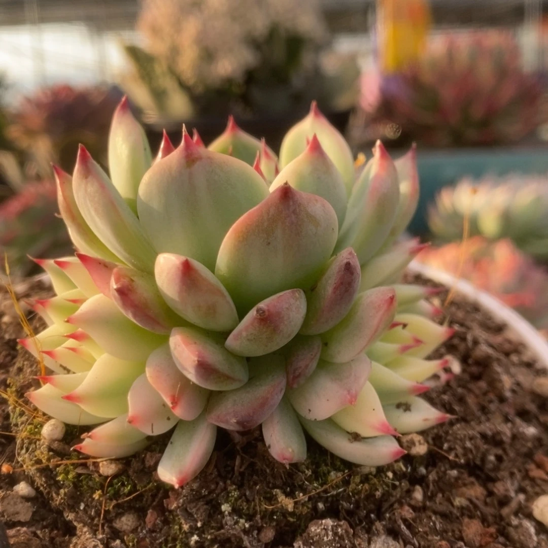 744锦锦锦锦锦锦锦锦