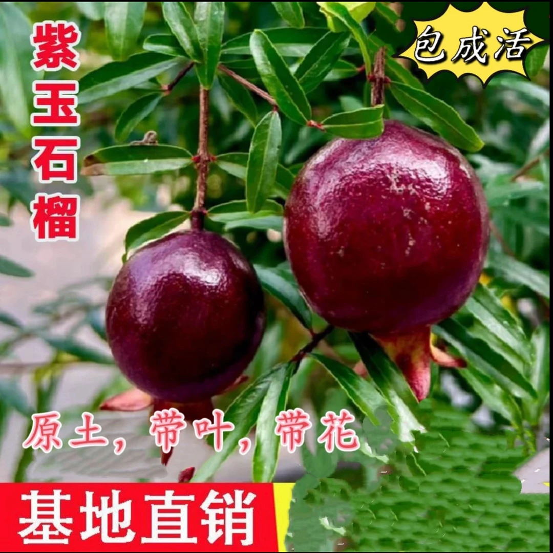 一物一拍石榴盆景老桩墨石榴紫玉石榴树苗室内阳台院子