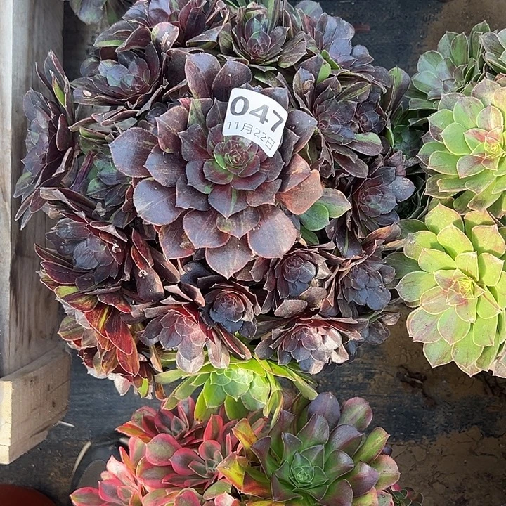 划***~11.22/47花月夜多肉植物1