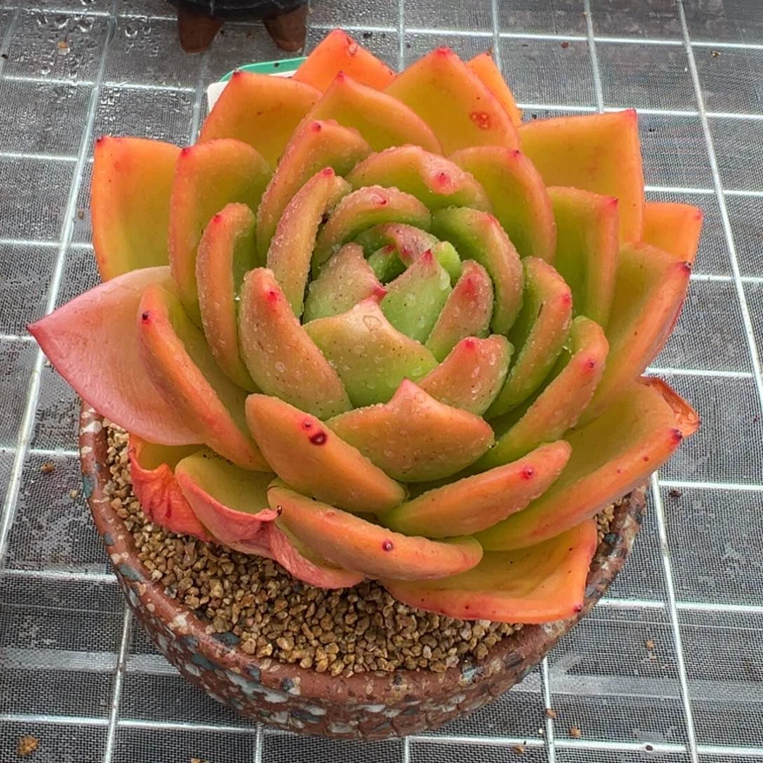 从前慢多肉精选编号0207.51