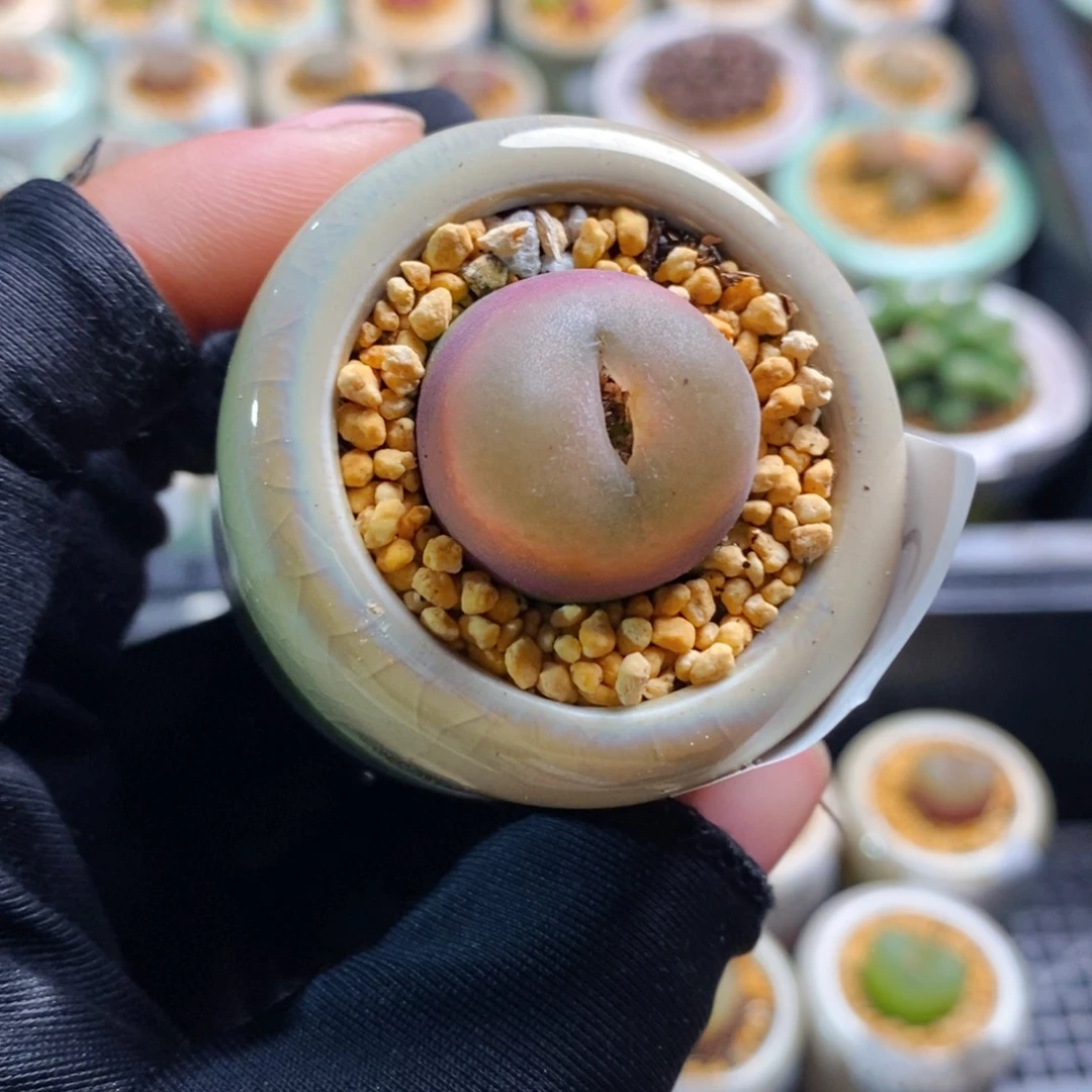 2962-一物一拍 带盆