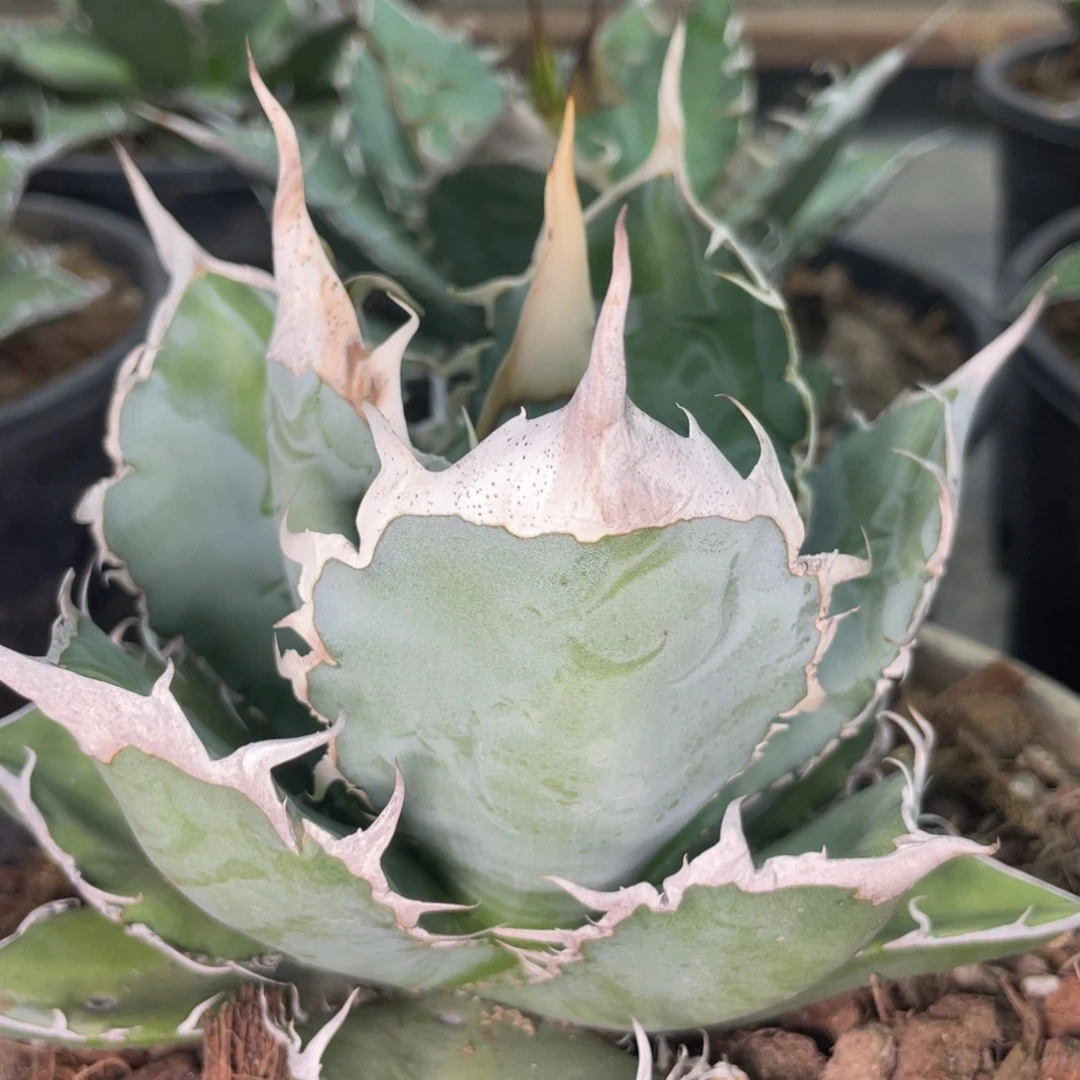 野二230000000000000000