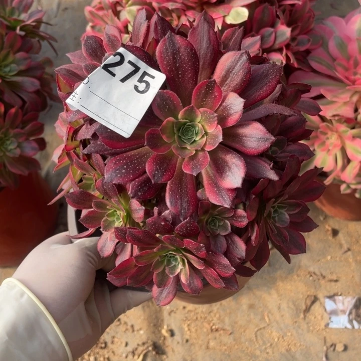 多肉安纳法师275