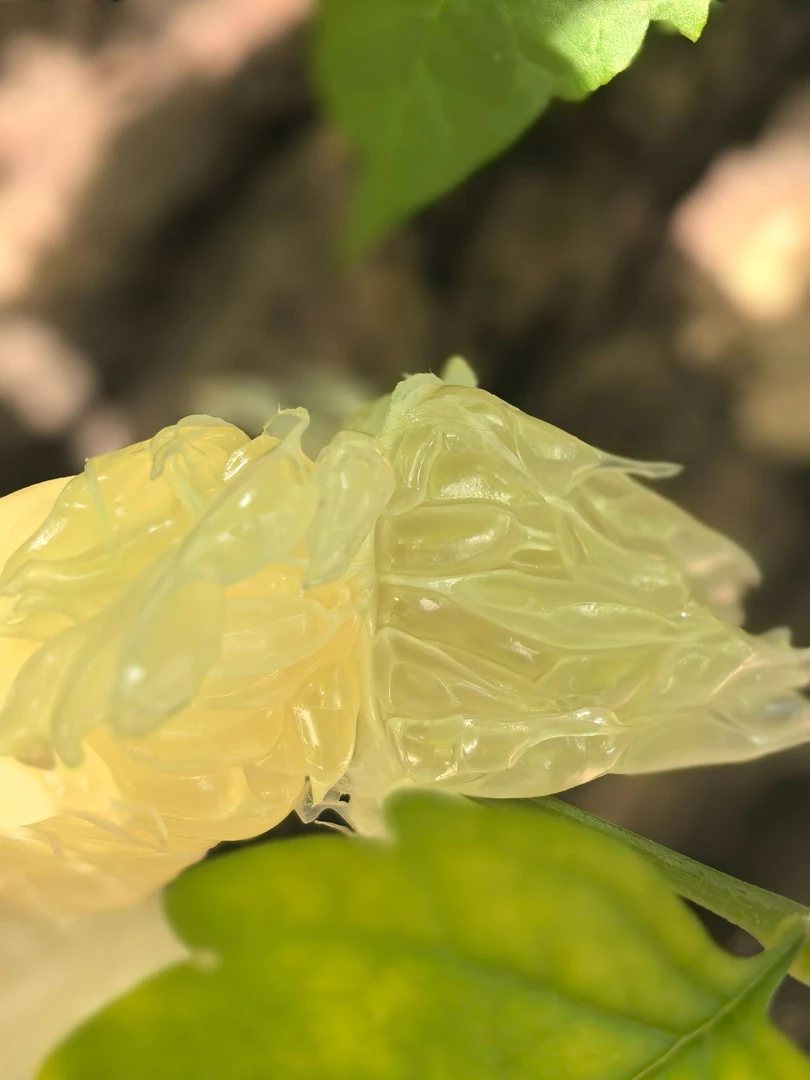 脆甜多汁的【老李的湘柚】，果园直发。