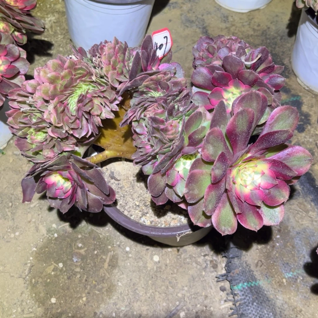 407多肉植物荔枝缀化