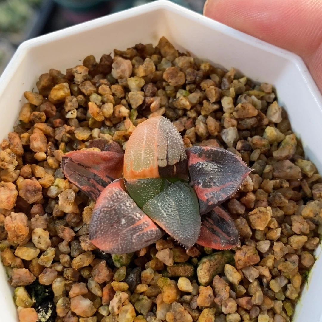 一颗实生克锦苗 元旦福利