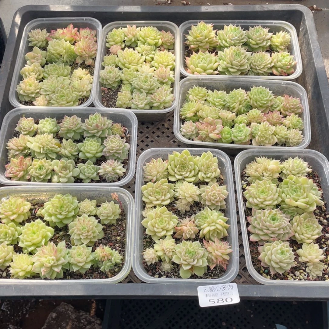梦***-云糖心多肉植物580